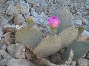 Prickley Pear cactus